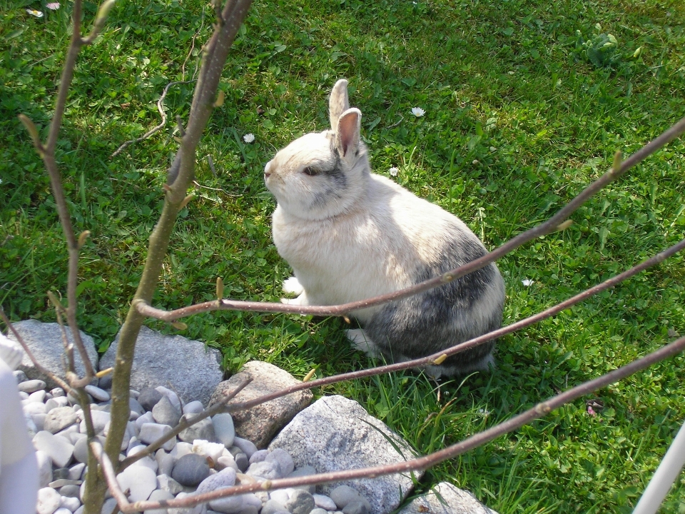 Ptak zwierzak domowy fauna królik