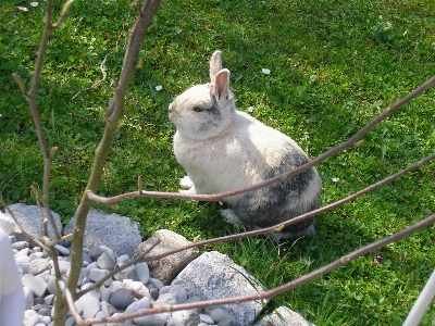 Bird pet fauna rabbit Photo