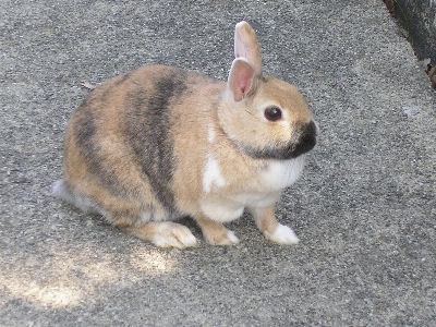 Foto Bicho de estimação mamífero fauna coelho