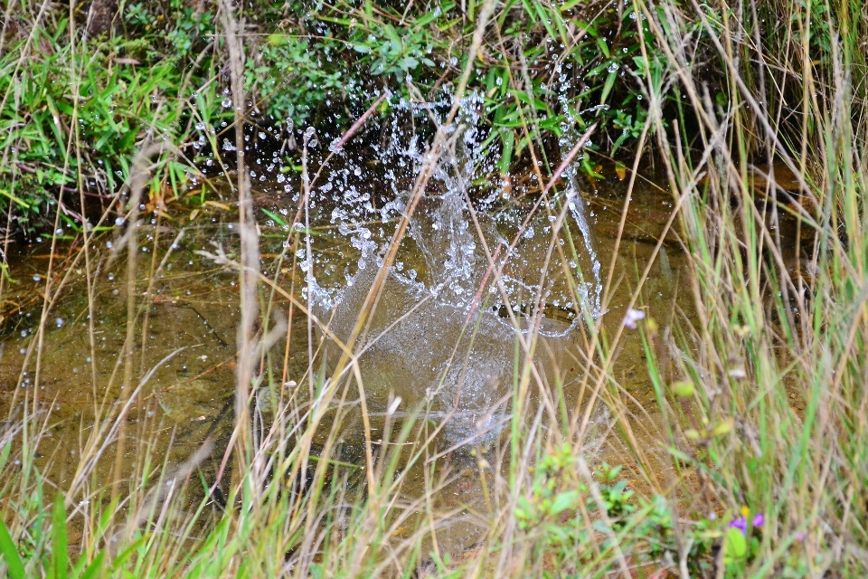 Eau nature herbe marais