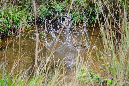 Foto água natureza grama pântano