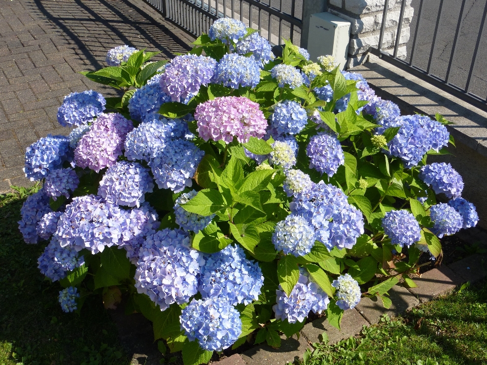 Usine fleur hortensia violet