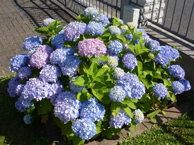 Photo Usine fleur hortensia violet