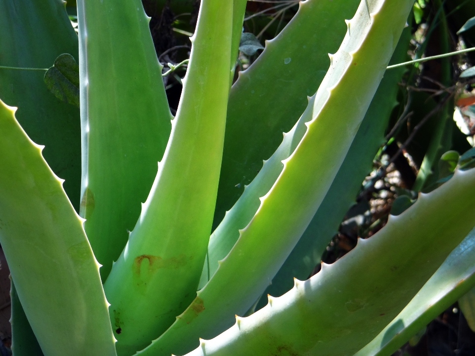 Natur anlage blume grün