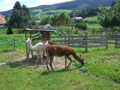 Nature fence farm meadow Photo