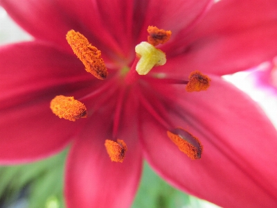 自然 花 植物 写真撮影 写真