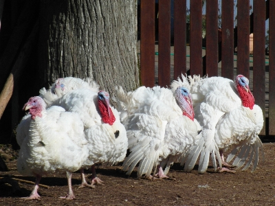 Vogel flügel bauernhof schnabel Foto