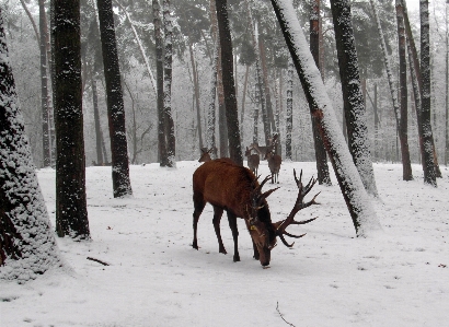 Tree forest snow winter Photo