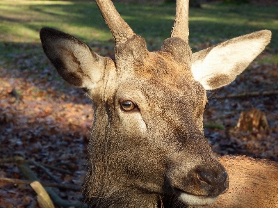 Foto Margasatwa rusa klakson mamalia