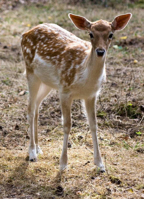 Animali selvatici cervo pelliccia mammifero