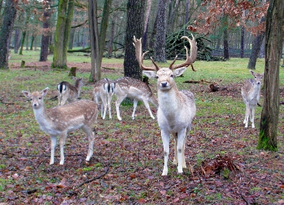 Wildlife deer fur mammal Photo