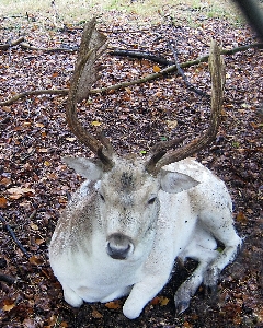 Wildlife deer horn fur Photo