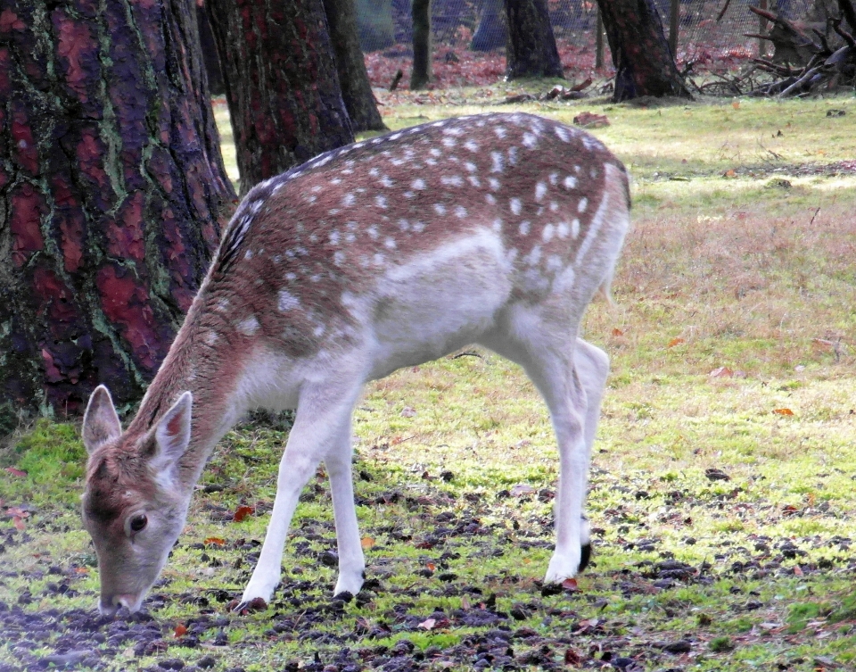 Animais selvagens cervo pelagem mamífero