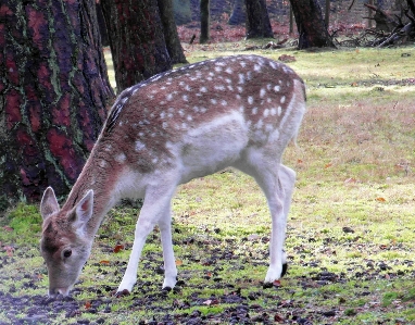 Wildlife deer fur mammal Photo