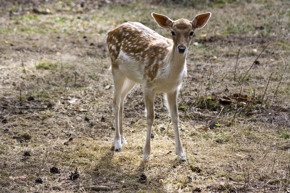 野生動物 鹿 毛皮 哺乳類