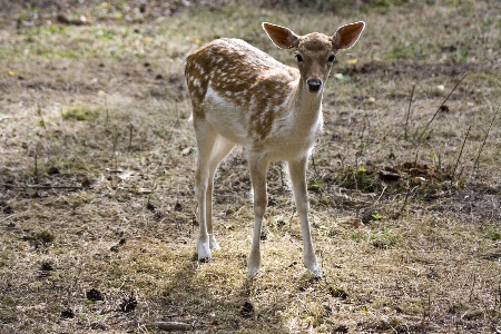 Foto Margasatwa rusa bulu mamalia