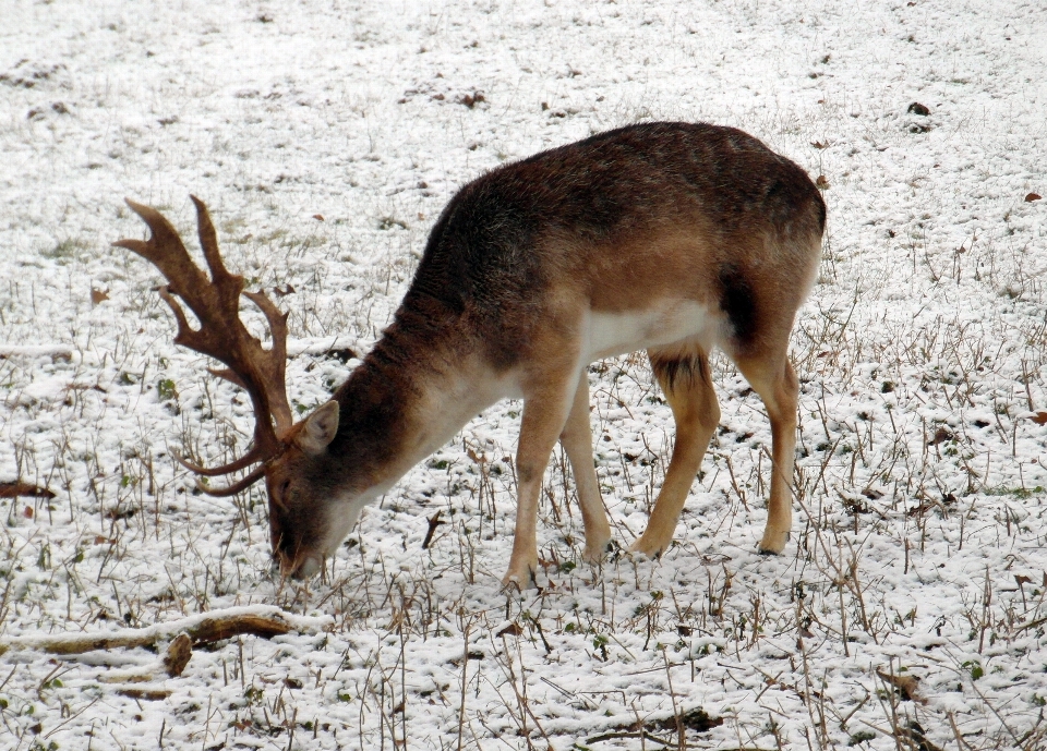 Invierno fauna silvestre ciervo pelo