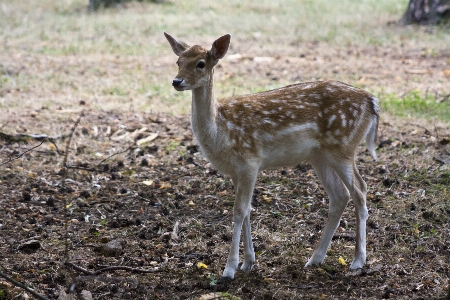 Nature wildlife deer zoo Photo