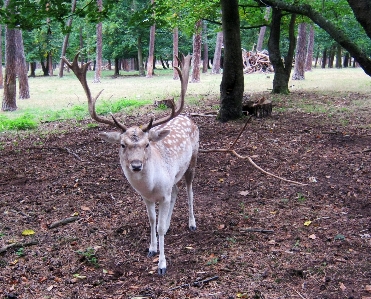 Wildlife deer zoo fur Photo