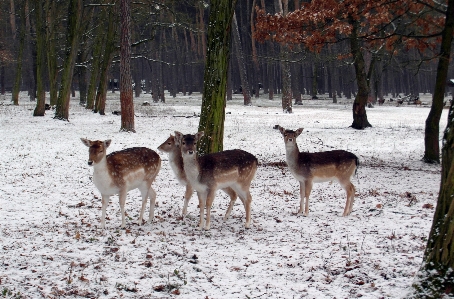 Foto Nieve invierno fauna silvestre ciervo