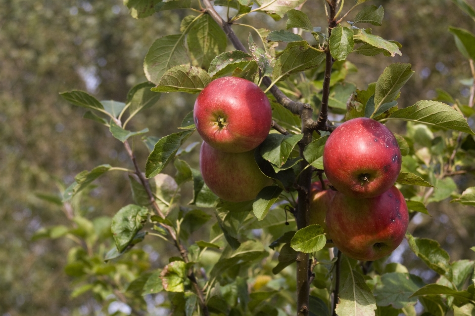 Apple ağaç dal bitki