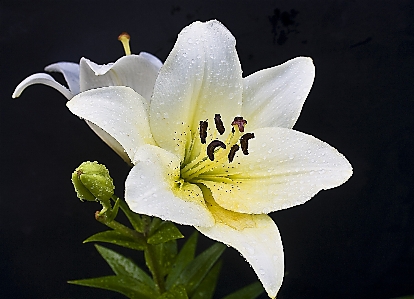 Foto Fiore pianta bianco fotografia