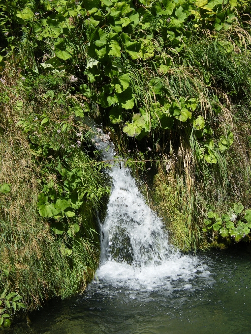 árbol agua naturaleza bosque