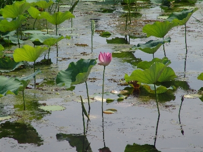 Foto Planta flor estanque tropical