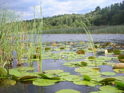 Marsh swamp white lake Photo