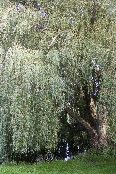 Albero erba pianta fiore