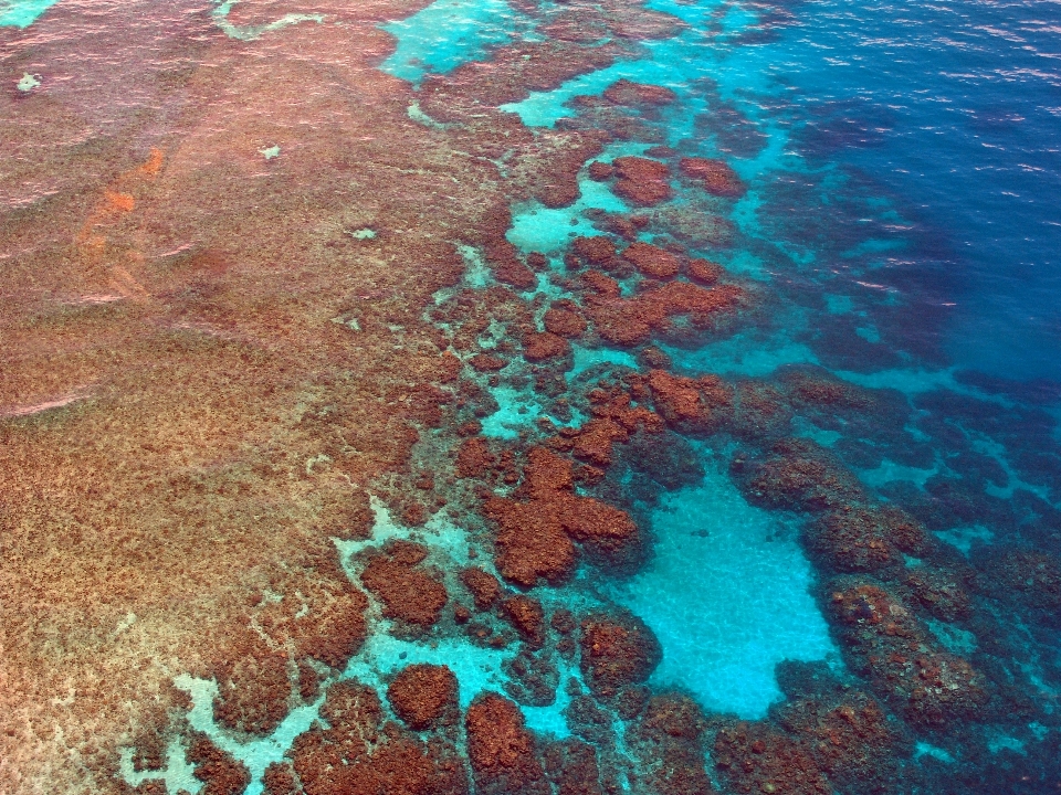 海 海洋 ダイビング 生物学