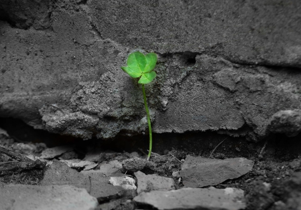 Natura rock czarny i biały
 zakład