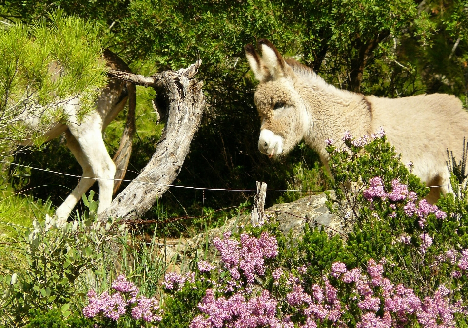 Natura trawa oddział kwitnąć