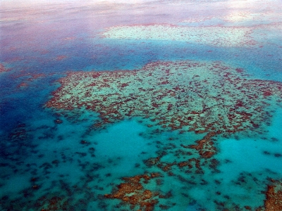 Foto Laut menyelam bawah air biologi