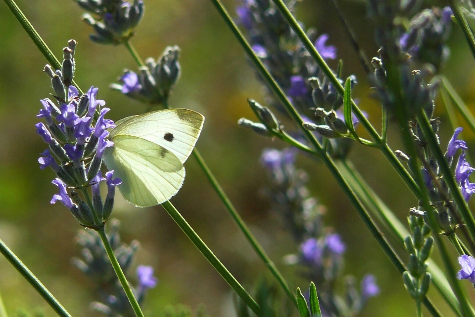 Natura trawa oddział kwitnąć