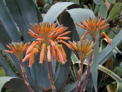 Nature blossom cactus plant Photo