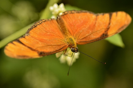 Nature wing photography leaf Photo