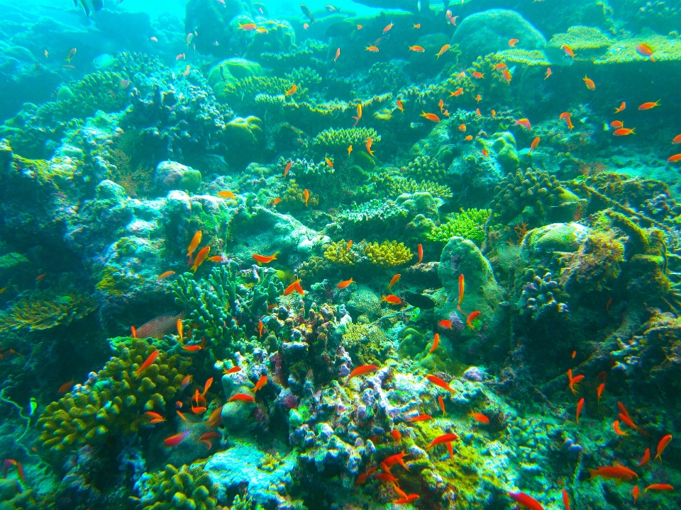 Mar océano buceo submarino