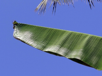 Nature wing sky leaf Photo