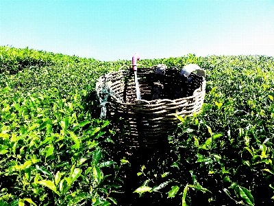 Landscape nature grass plant Photo