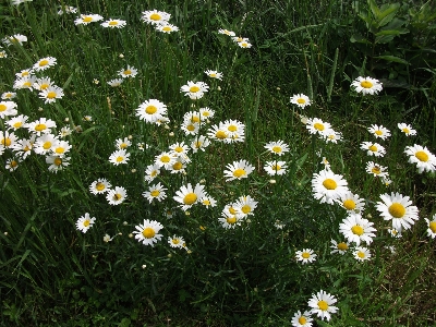 Nature grass plant field Photo