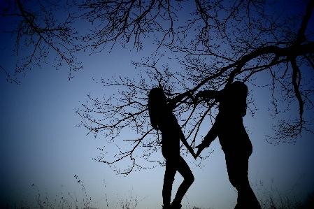 Landscape tree branch silhouette Photo