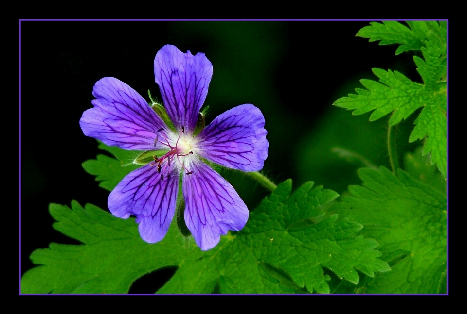 Natur blüte anlage blume