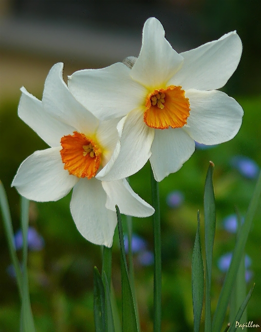 Natura fiore pianta bianco