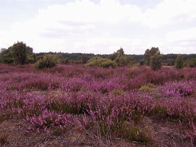 Foto Lanskap rumput rawa
 gurun
