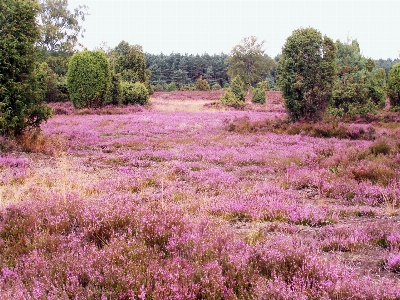 Plant lawn meadow prairie Photo