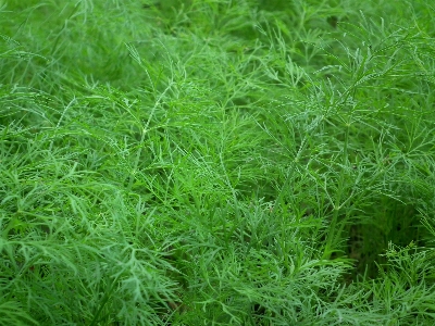 草 植物 芝生 花 写真