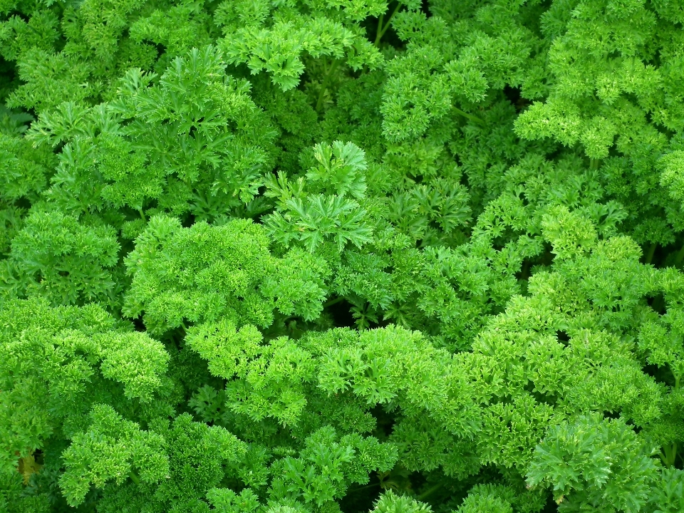 Plantar flor comida salada