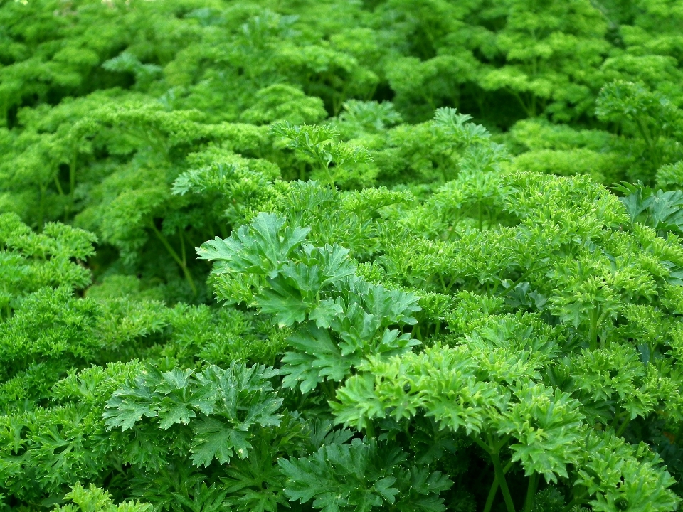 植物 花 食べ物 サラダ