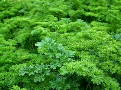 Plant flower food salad Photo